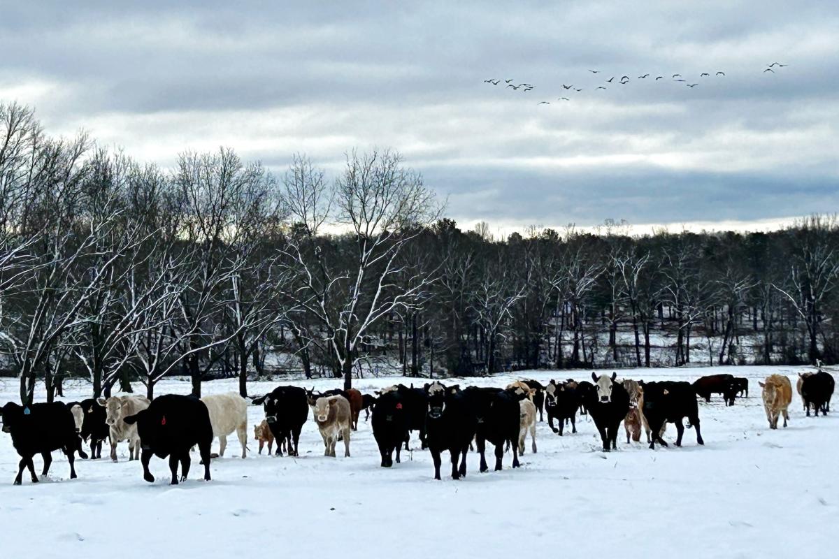 Cows and Geese on a Snowy Day