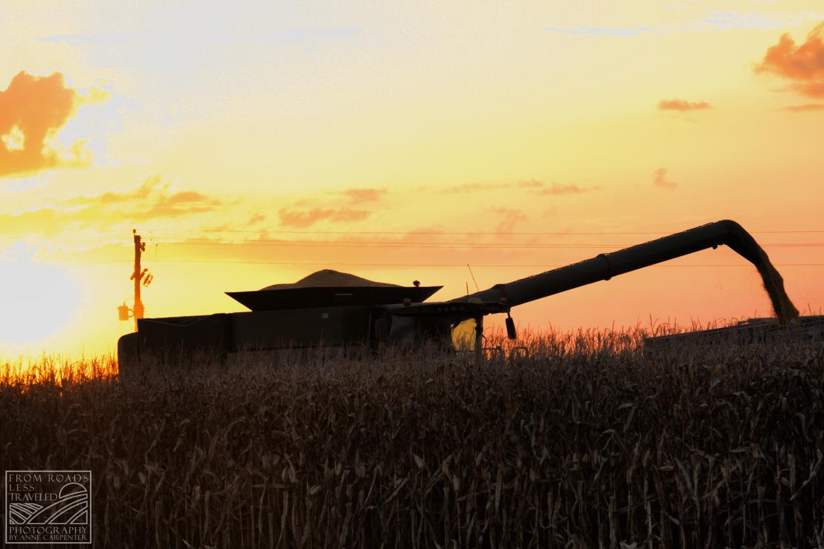 Harvesting corn at sunset