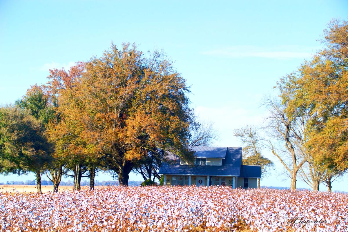 Homeplace surrounded by blooming cotton