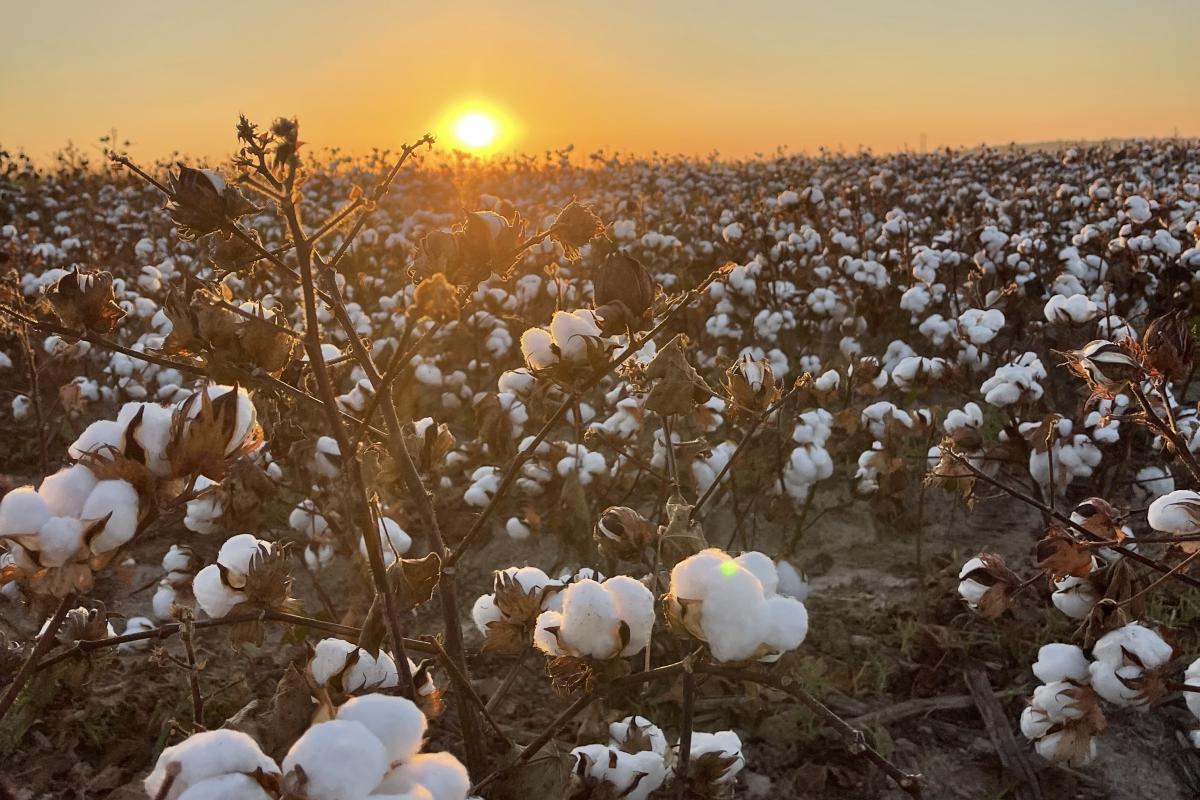 Sunrise in the cotton field