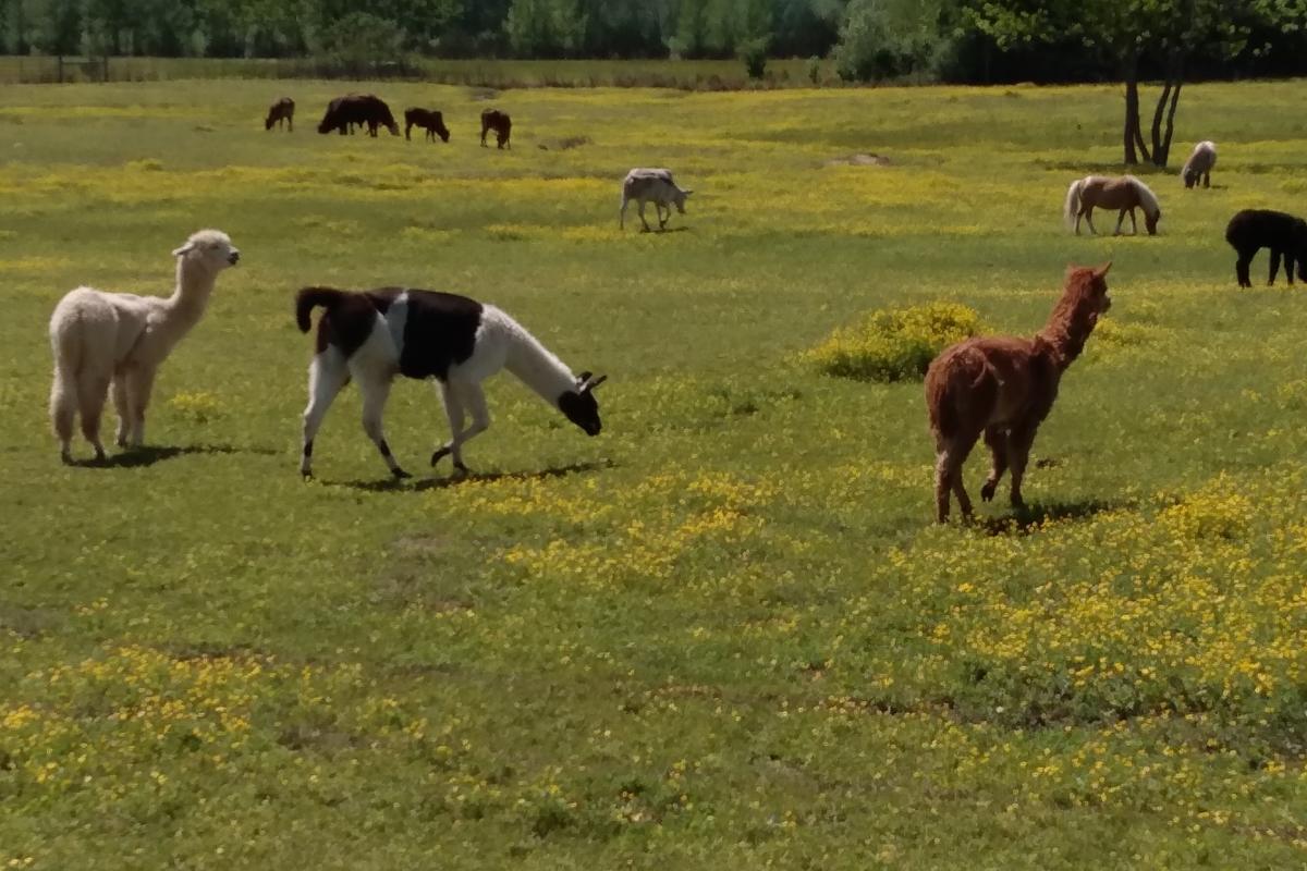 Petting zoo Ward AR