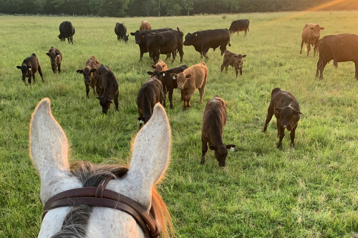 An evening ride checking cows