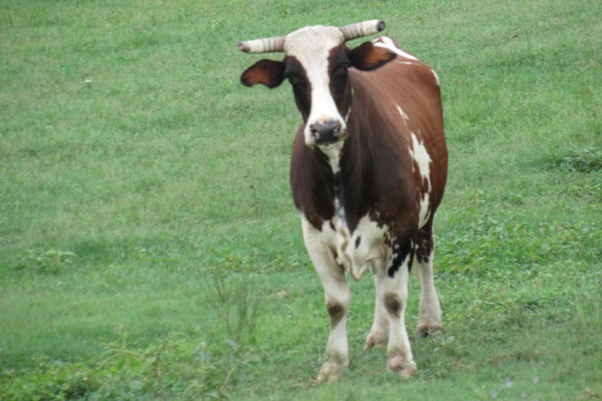 Two cows giving us a stare down during our evening ride