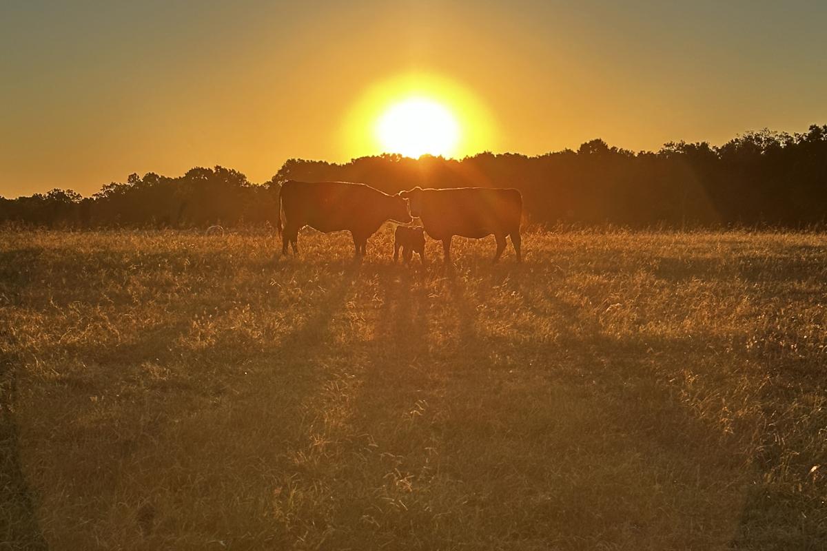 Mama and baby in the beautiful sunrise on the farm