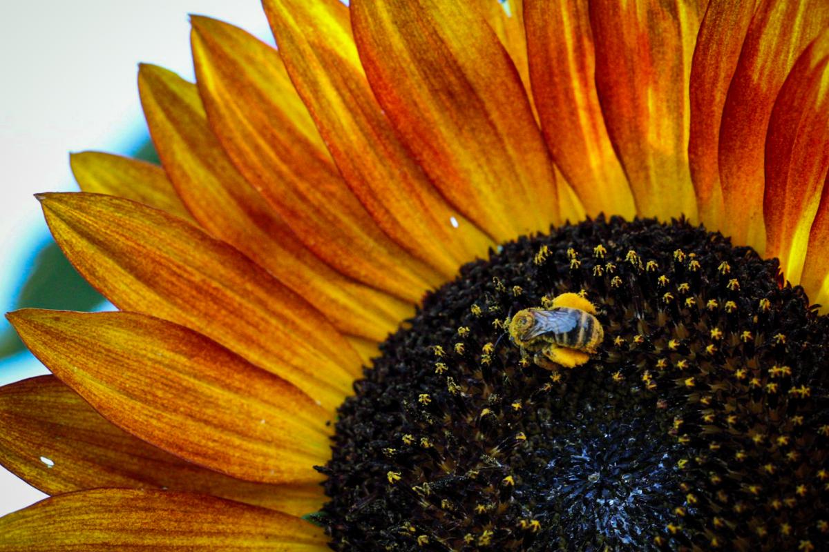 Morgan's sunflower and a busy bee