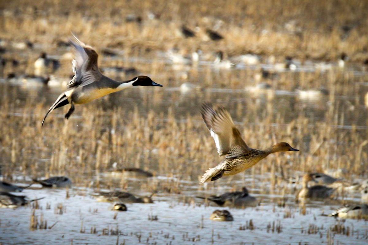 Pintail ducks landing in a harvested rice field