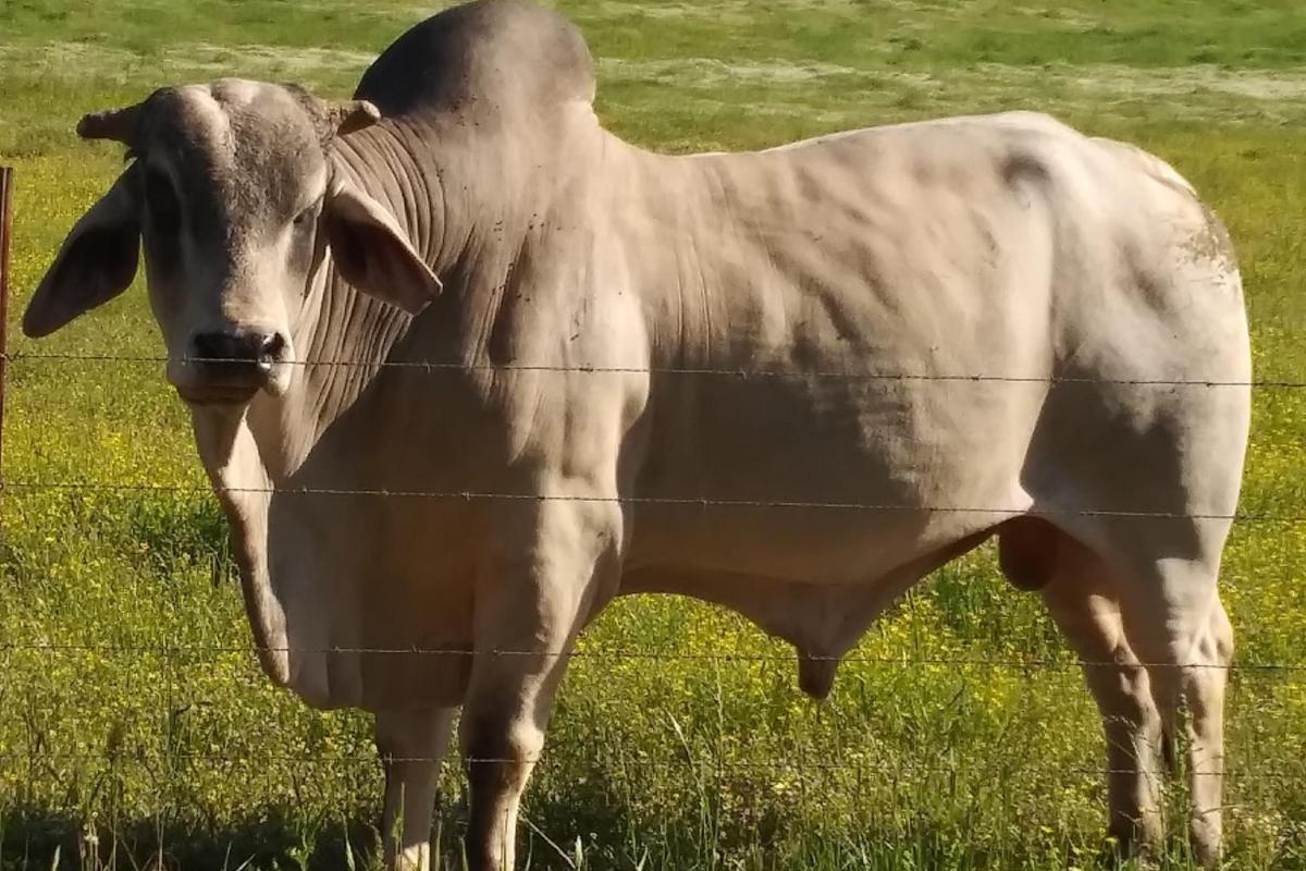 I took this picture of my neighbors Brahma bull because he is so beautiful - I love how this picture turned out.