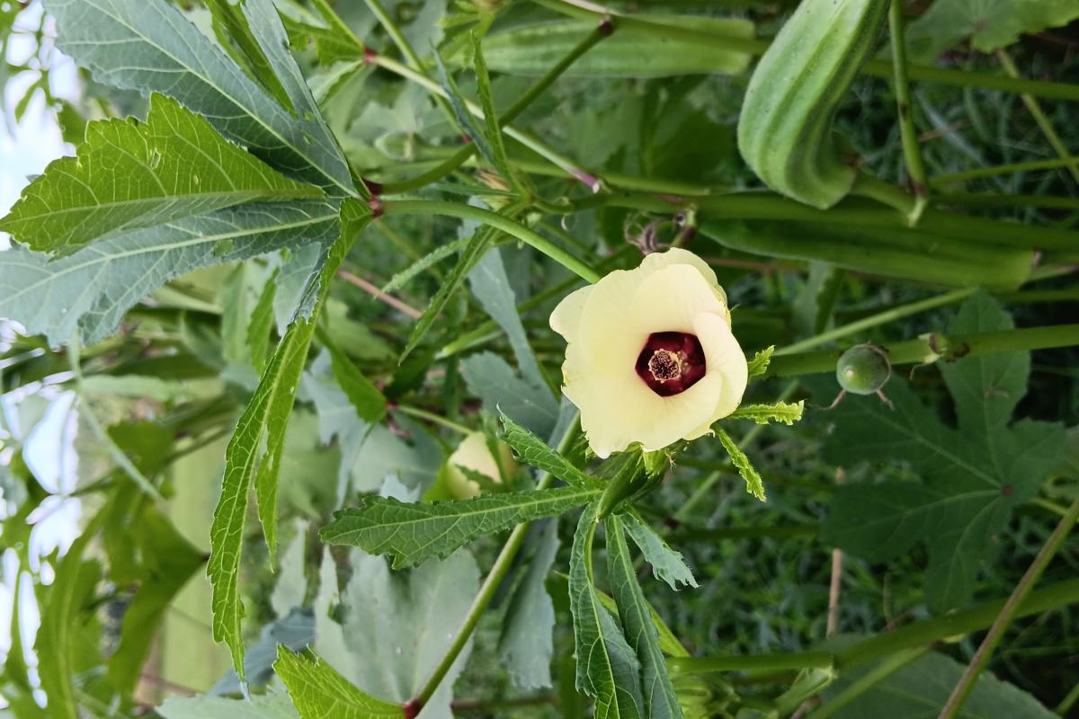 Okra bloom