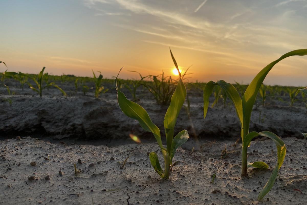 Sunset photo of crops coming up