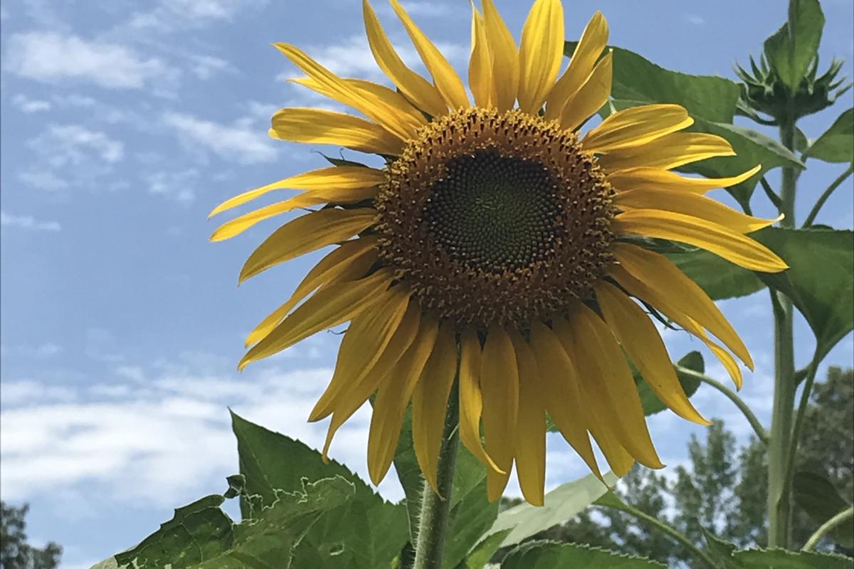 We had a full garden last summer and my husband planted sunflowers for me