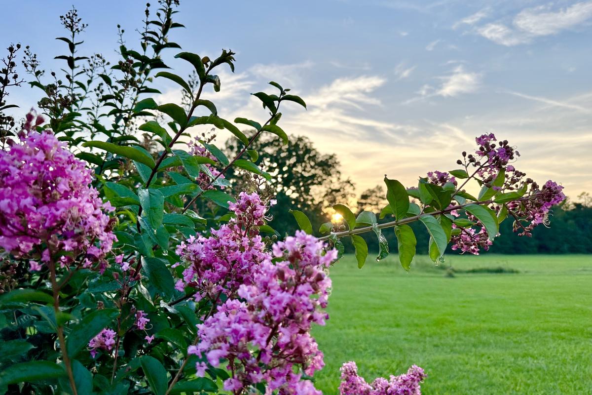 Sunset behind our crepe myrtle