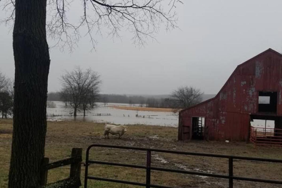 Ringo and the red barn on our farm after a big rain 