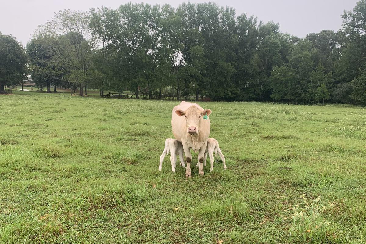 Twin calves 