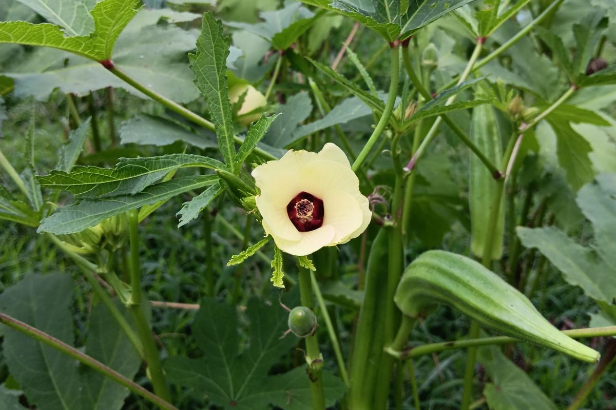 Okra bloom