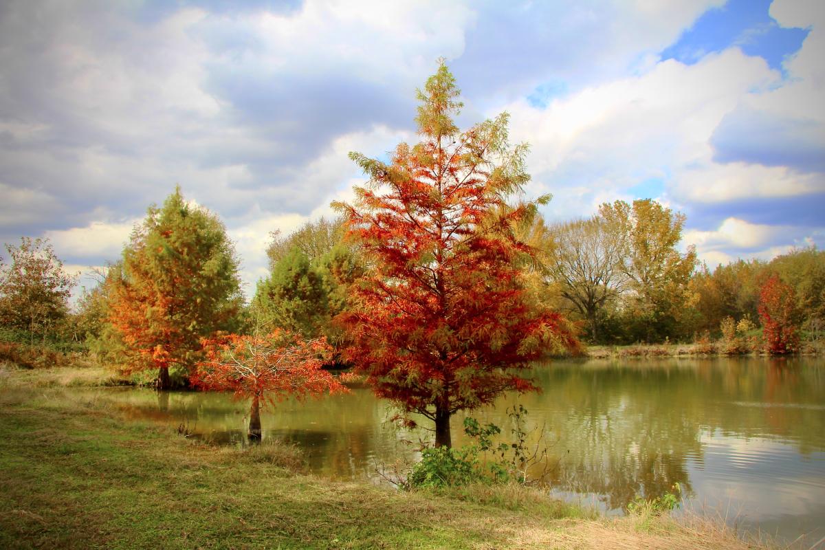 Cypress tree on the farm pond in fall
