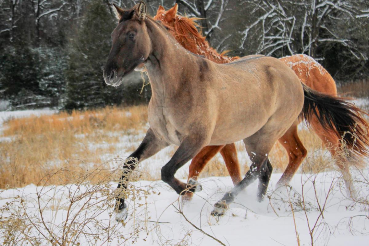 The horses are galloping in a winter wonderland!