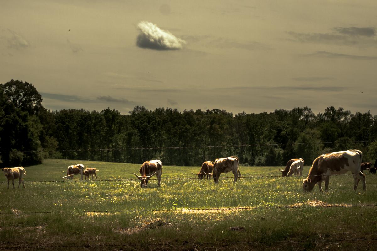 Grazing in White County