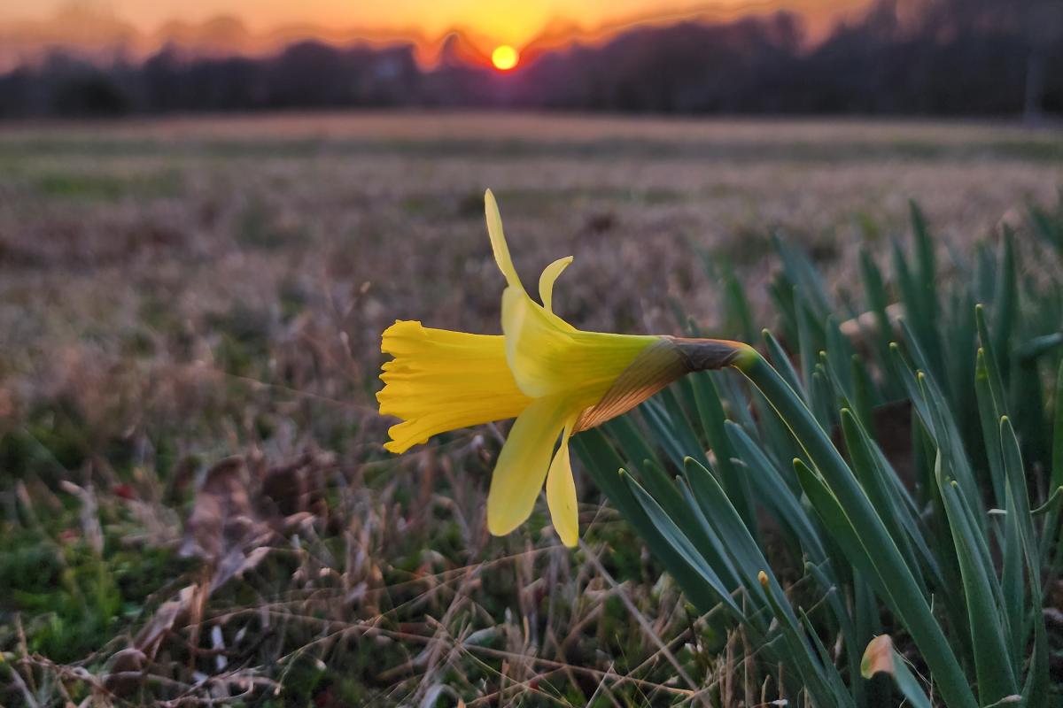 Spring daffodill enjoying the evening sunset