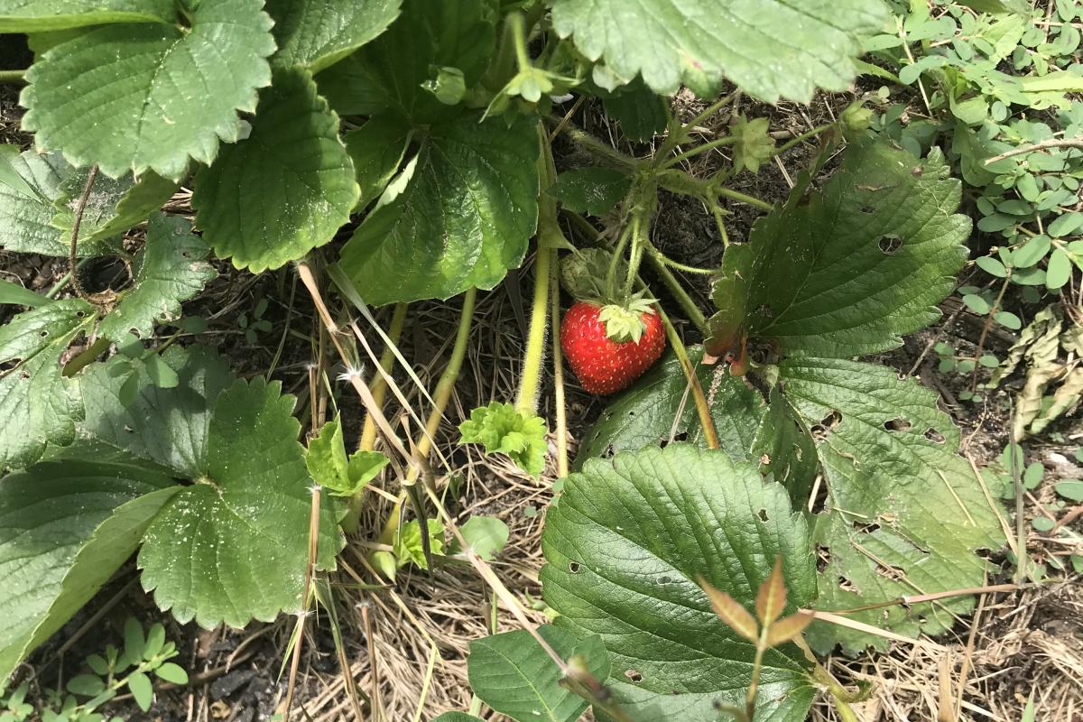 Stawberry planted in a raised bed by my husband a couple of years ago