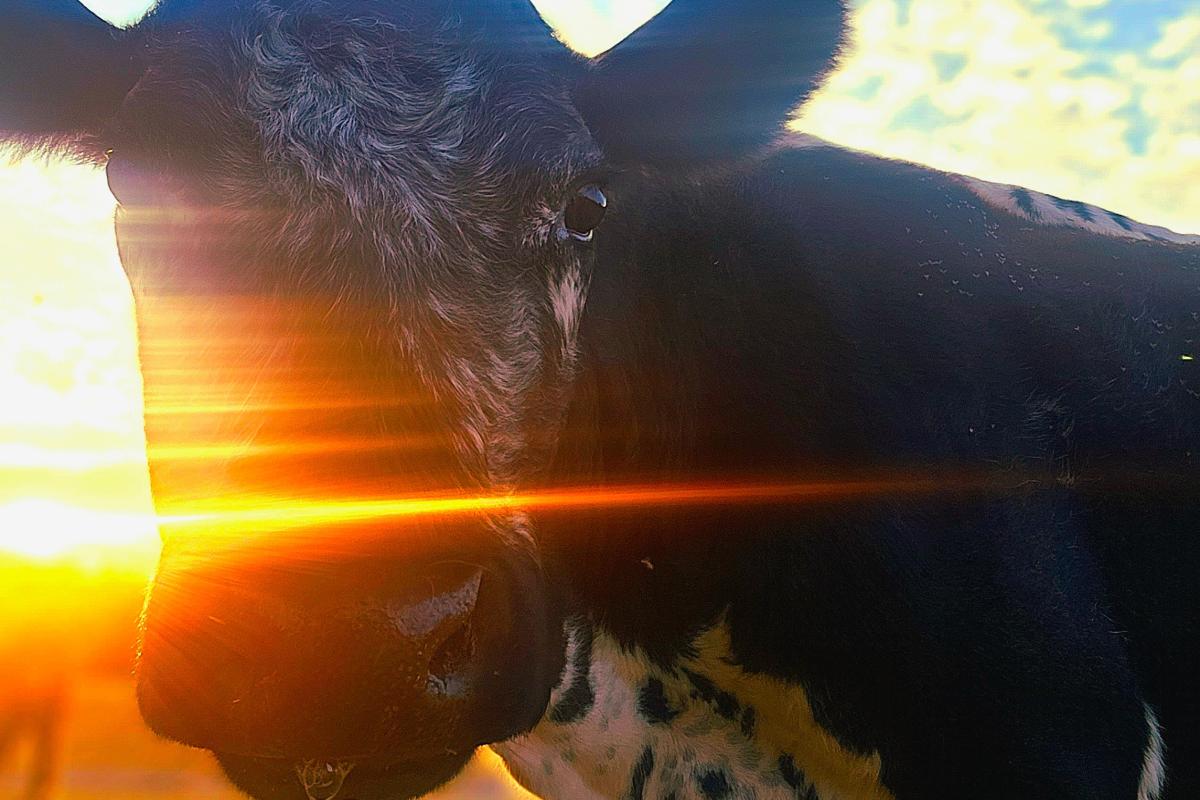 Sunkissed Cow