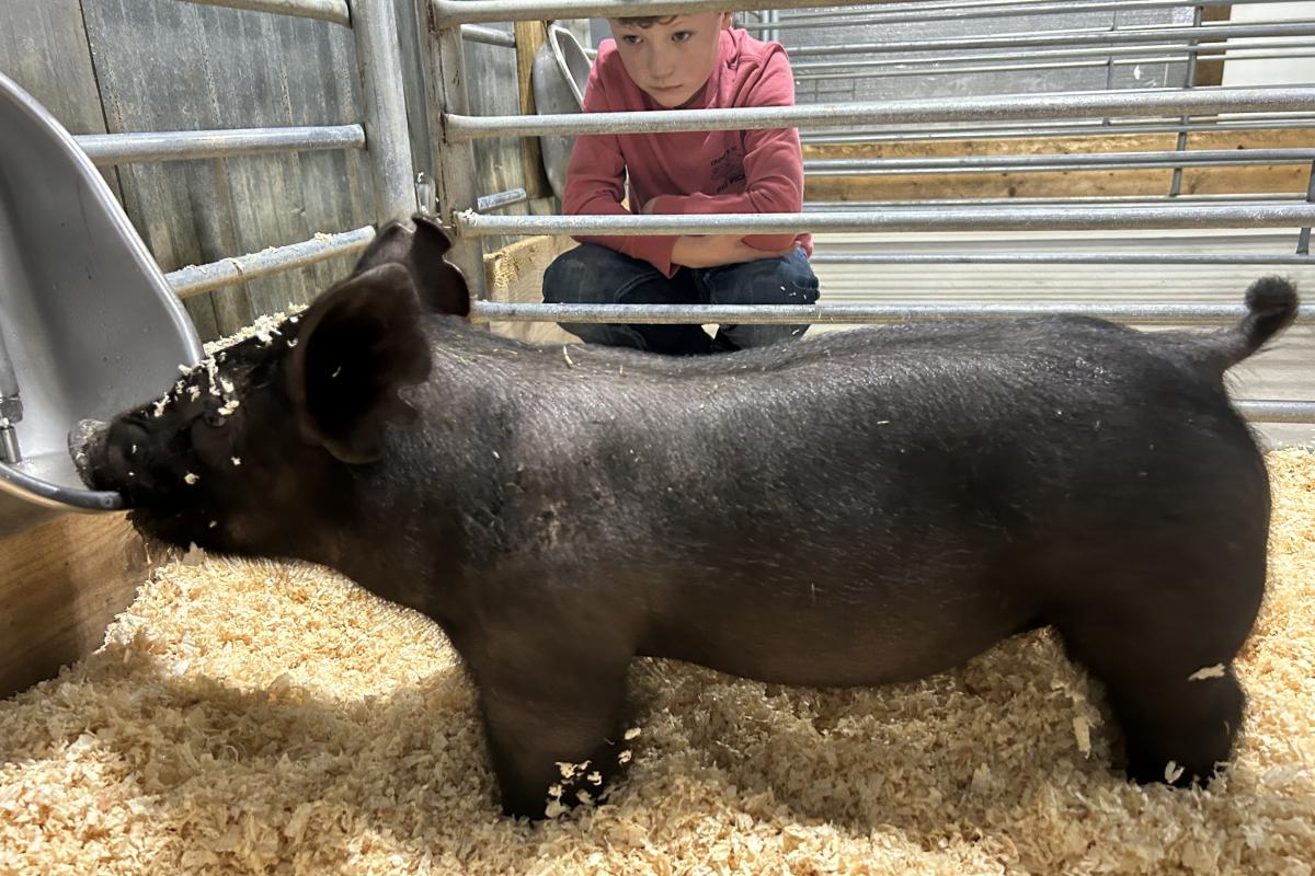 A boy and his show hog