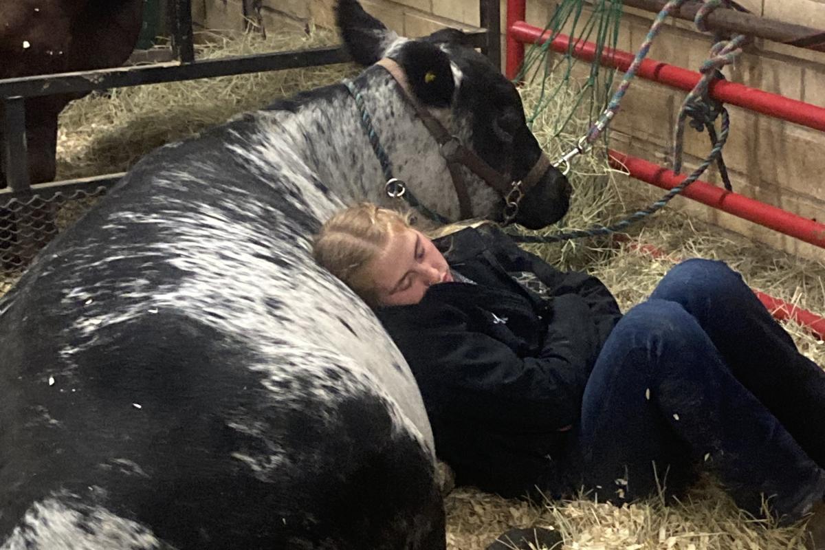 This is my cow storm - This photo was taken after a long dat at our state fiar and a nap was needed for the both of us
