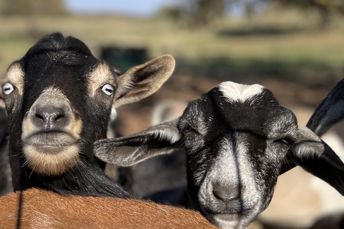 Lazy goats
