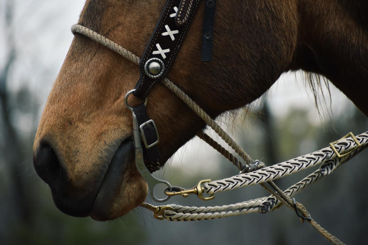 A bridle on a horse while being ridden