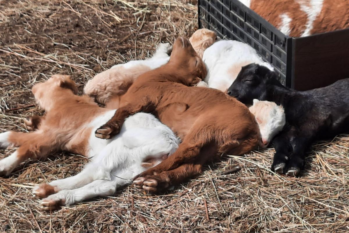 This photo is of some of your baby goats sleeping together, they looked dead tired.