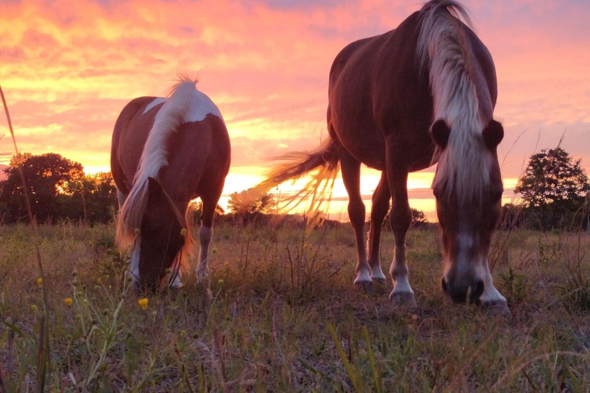 Horses in sunset 