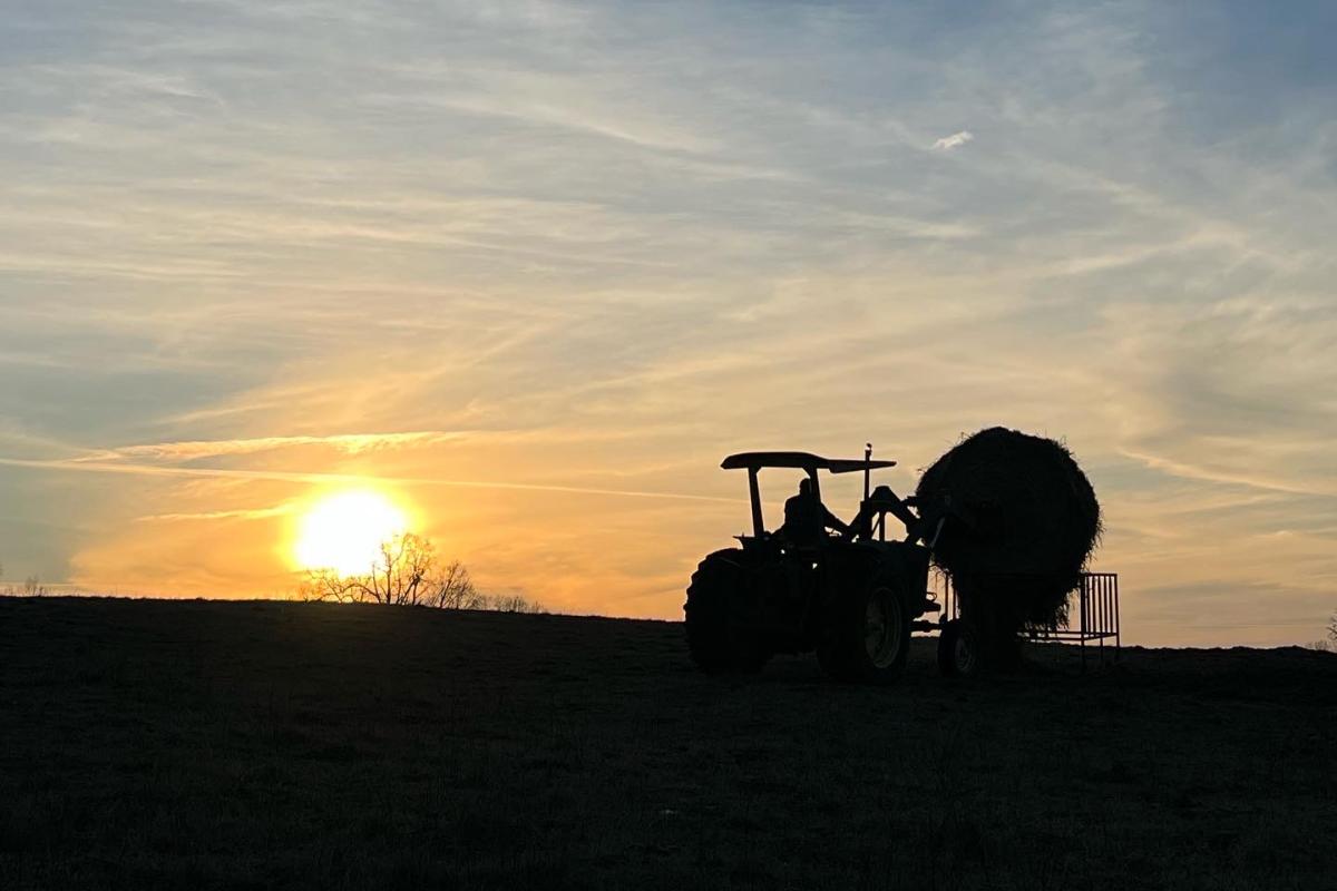 Putting out hay at sunset 