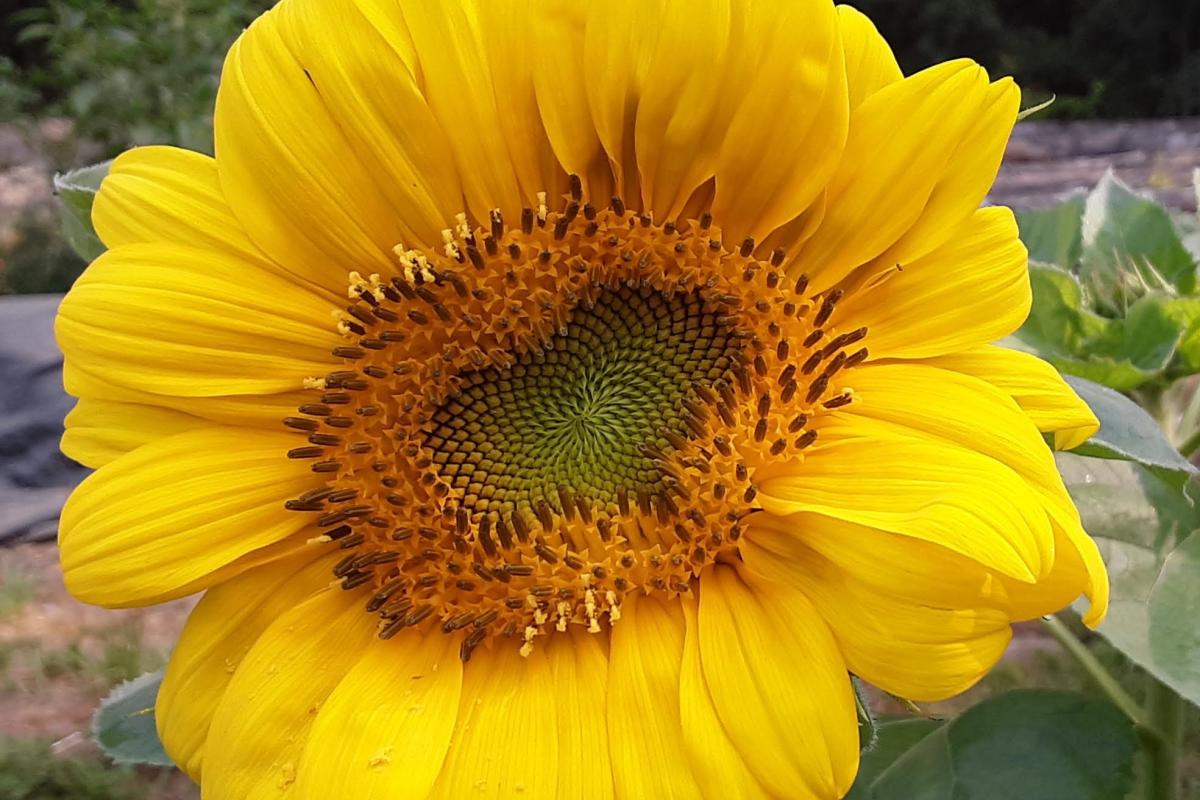 Homestead grown sunflower shares the love
