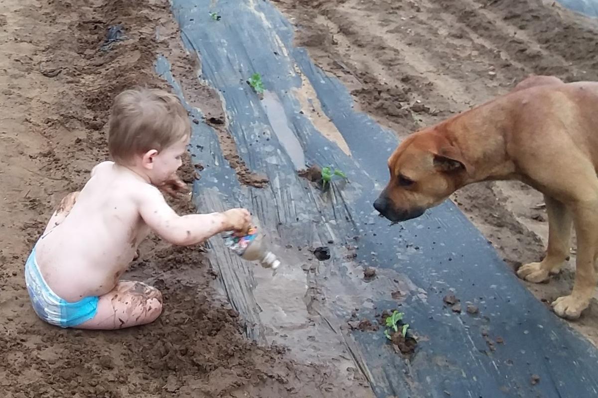 Great grandbaby Adrian is playing in the mud with Brown Dog while Peepaw is Planting watermelons