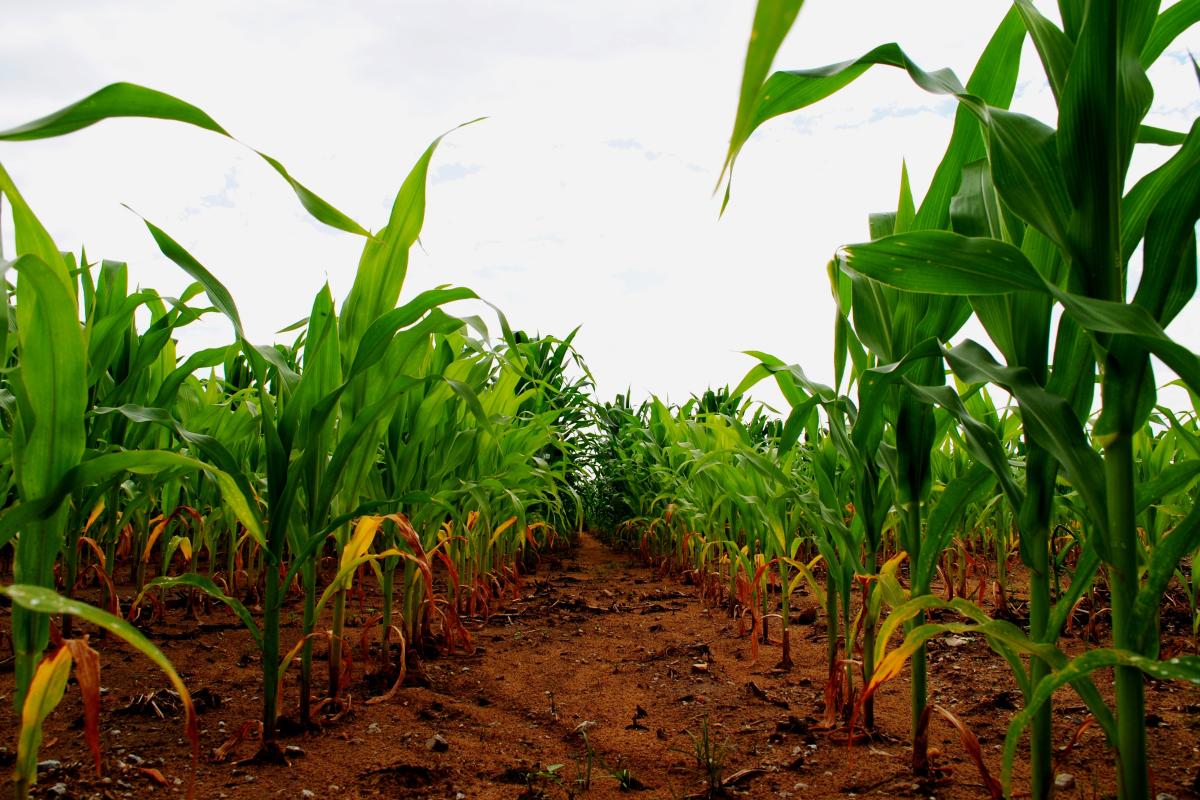 Corn field by Ramsey Slough off of the White River in Batesville, AR