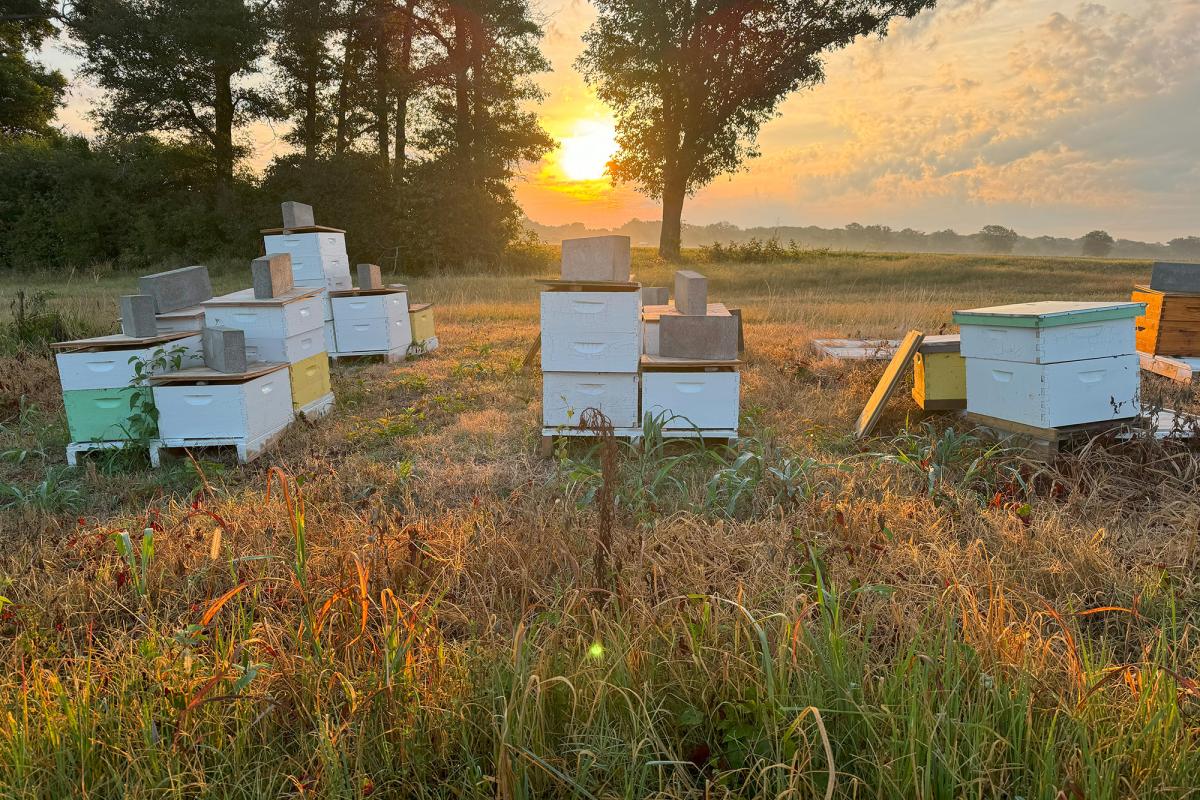 Beeyard at Sunrise
