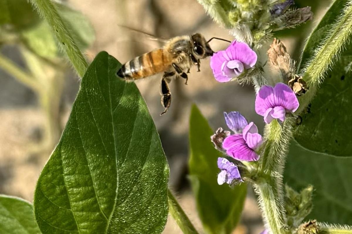 Bee Working Soybean