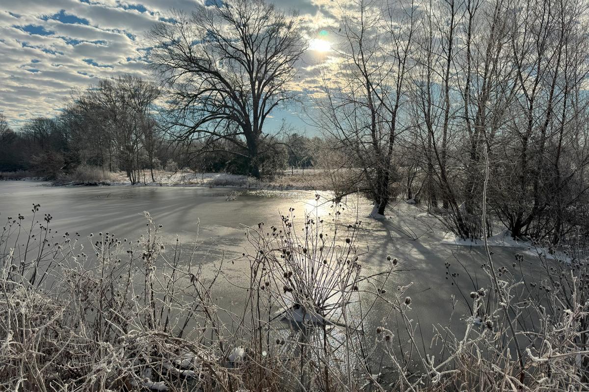 Frozen Pond