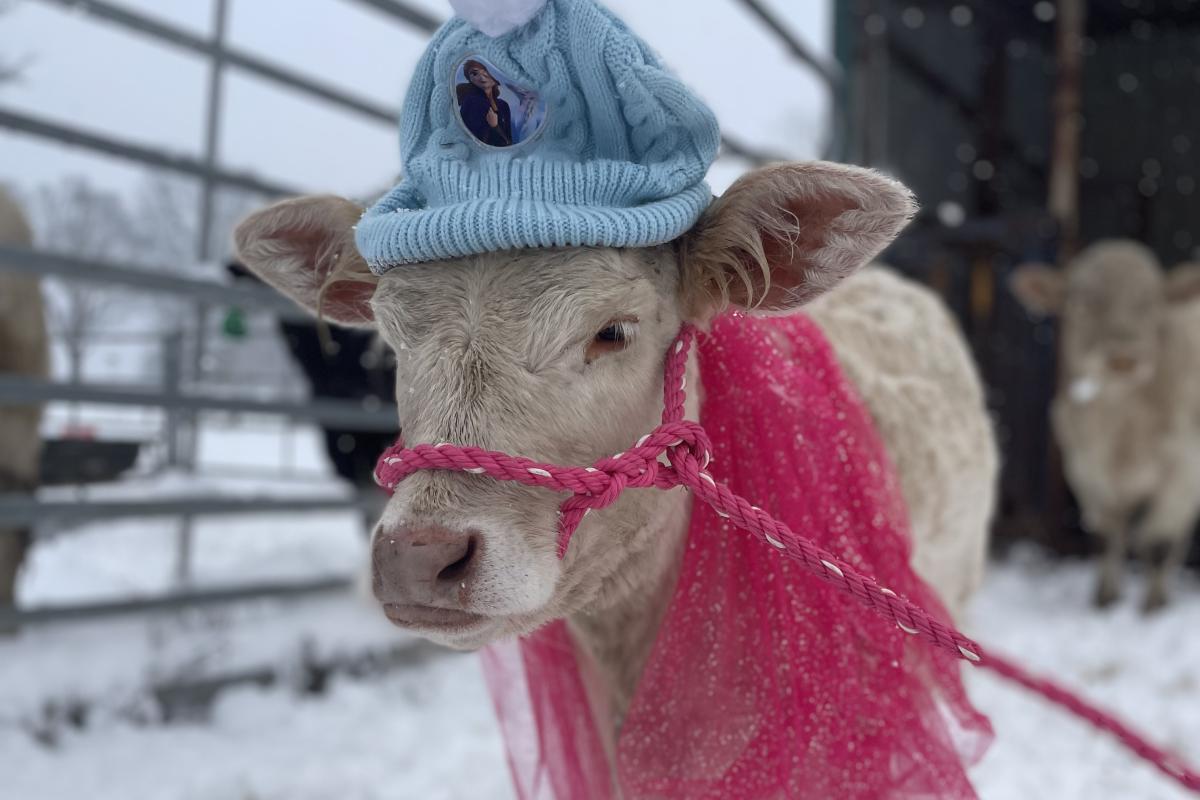 My name is Sally, I'm a spoiled rotten bottle calf. I live on a farm of D&S Sunset Farms in Smithville,AR