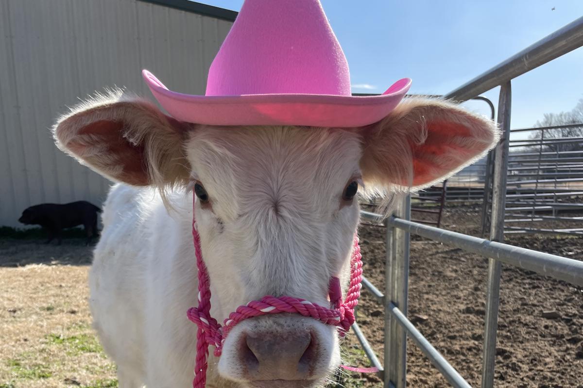 My bottle calf Sally. We love to dress her up.