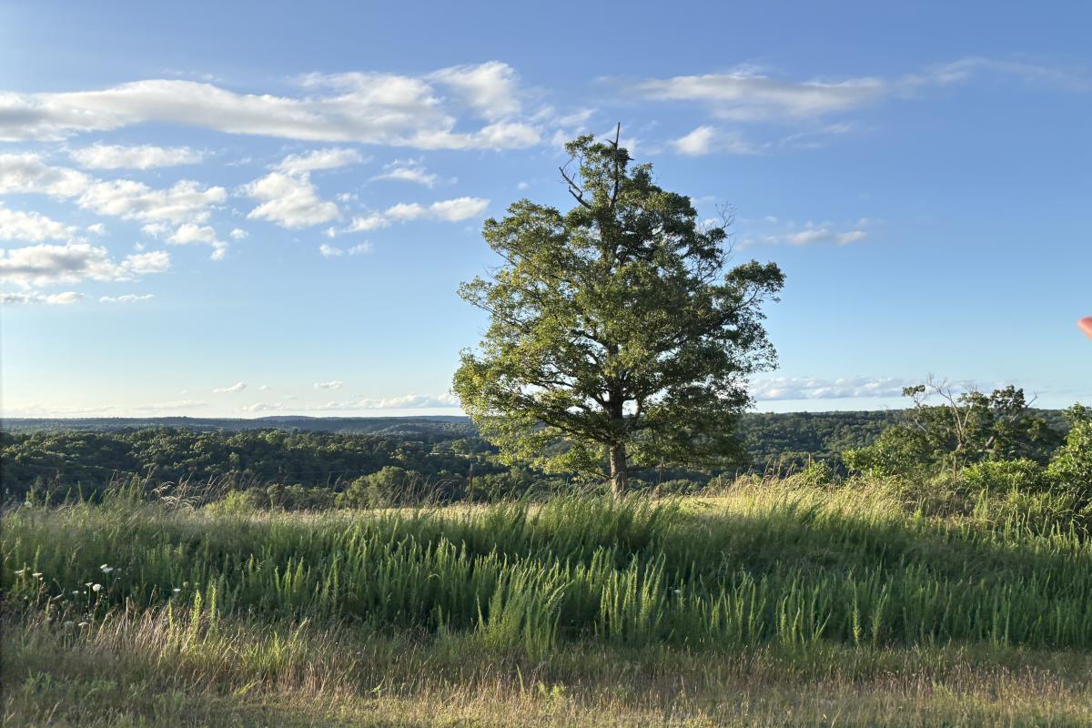 A tree sitting on the mountain top in Mountain View. I was driving and fell in love with this view.