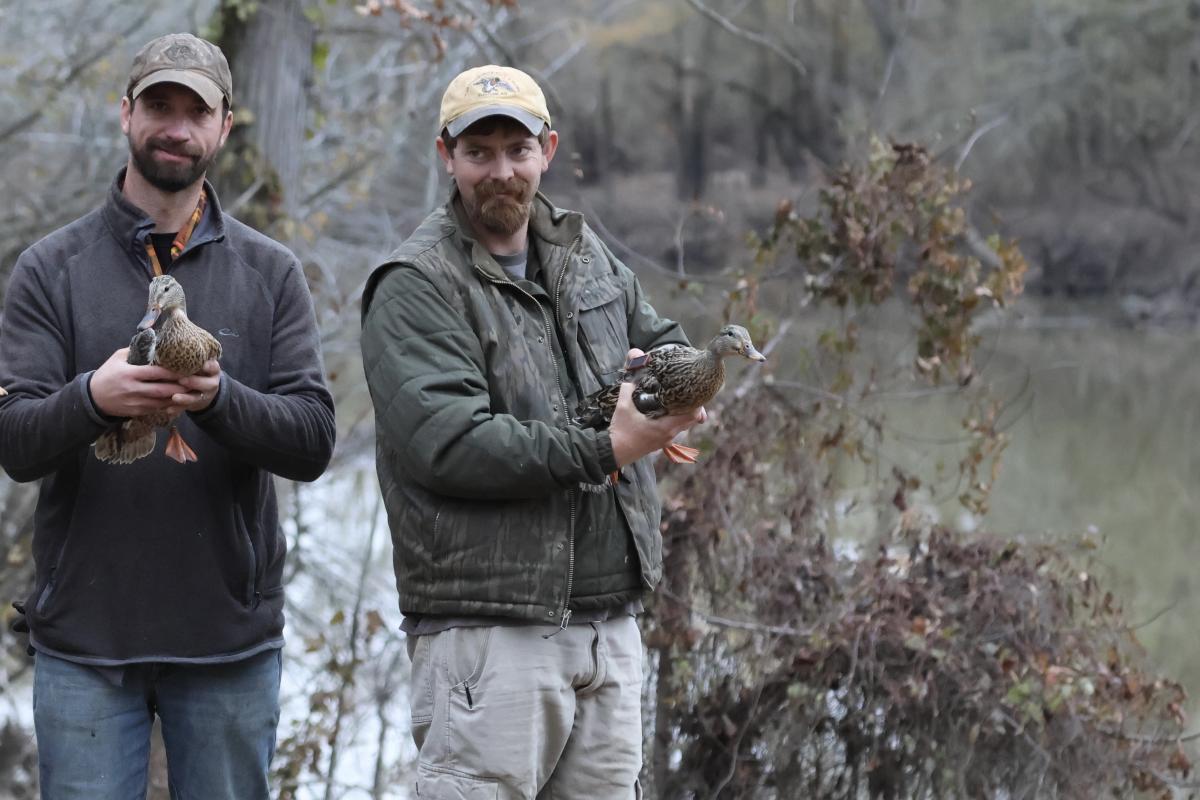Osborne Lab (UAM) and Two Rivers Duck Club have partnered for the last 5 years to band, take DNA samples and place backpack transmitters on selected Mallard Ducks