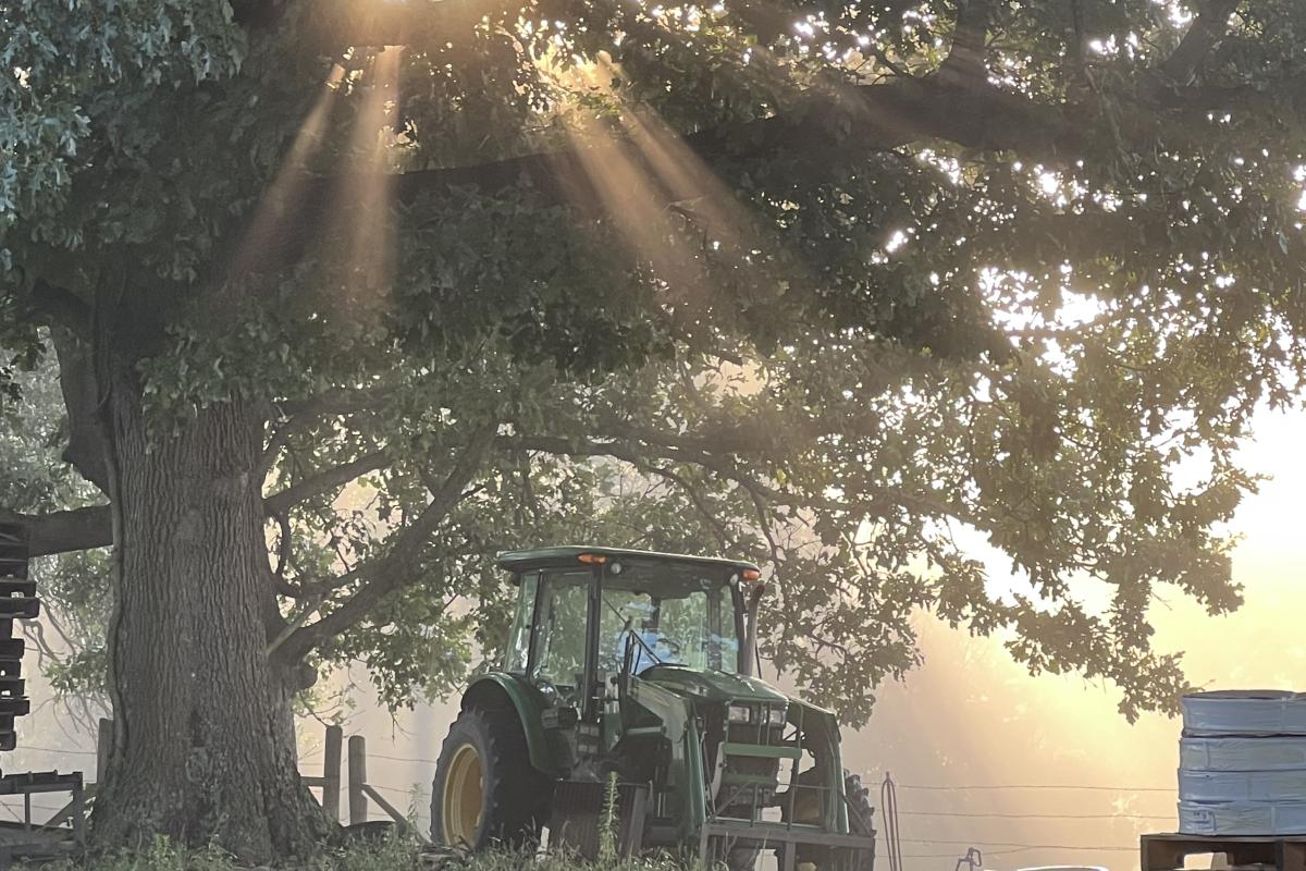 As I was loading feed for our heifers, I looked up and saw how glorious the sun was shining through an old oak tree- I think the picture shows the strength, hope, promise and beauty in the American farm.