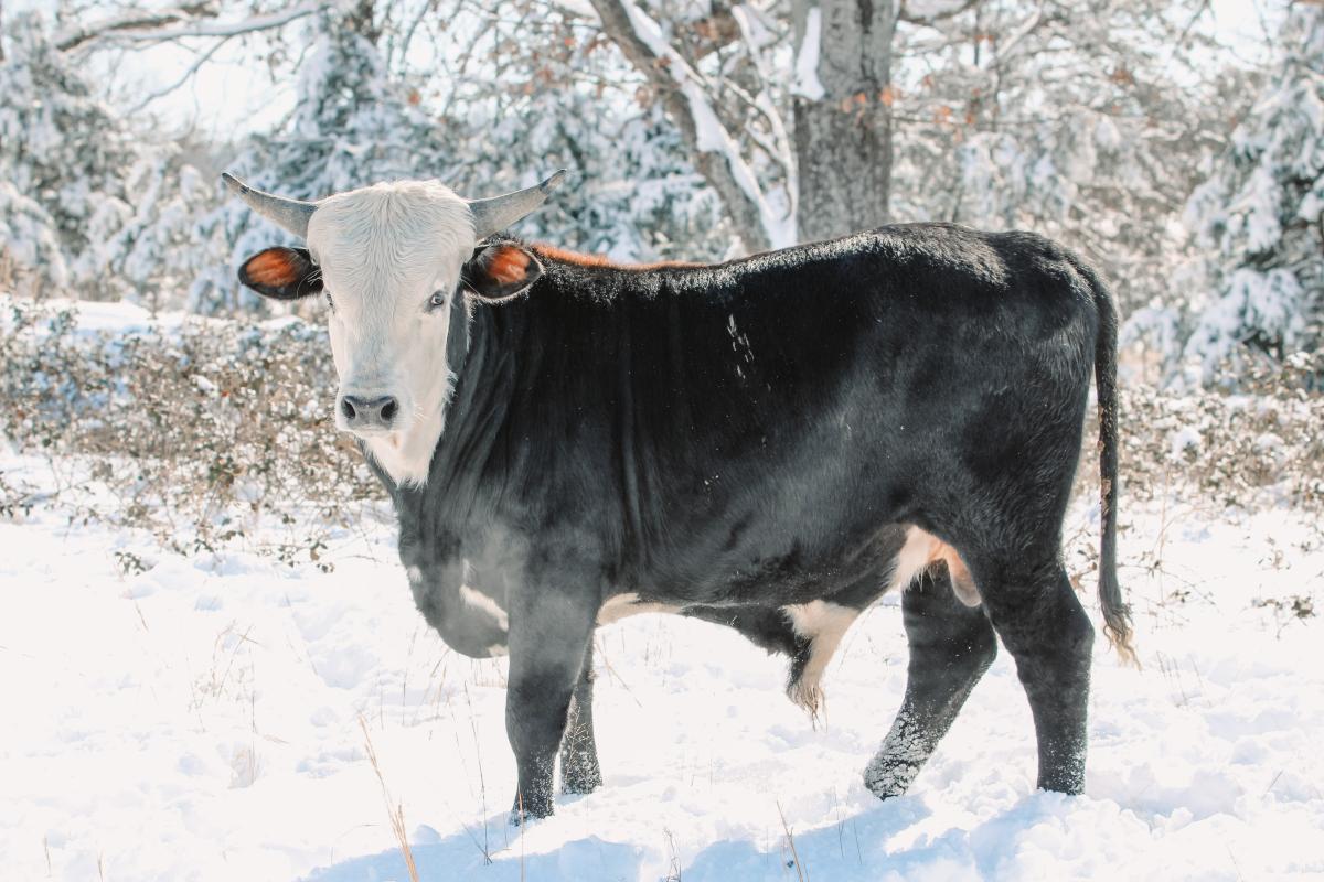 Surrounded by snow-covered trees and under a clear winter sky, BigMan gazes at the camera.