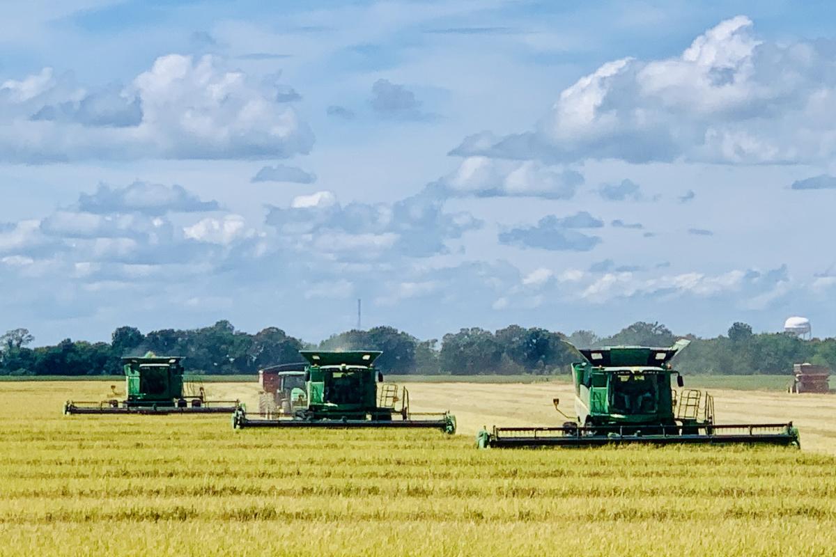 This photo is a picture of when I left school that day to come to the farm and my dad and two of his workers were cutting this beautiful rice field. Watching his hard work will be cherished forever.