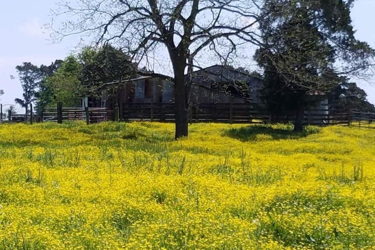 Arkansas Spring Day