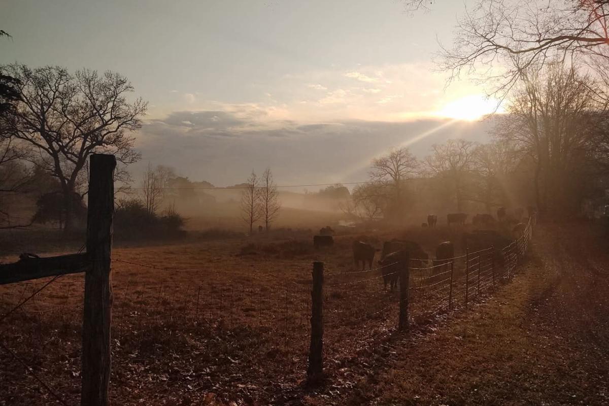 Foggy Arkansas Morning