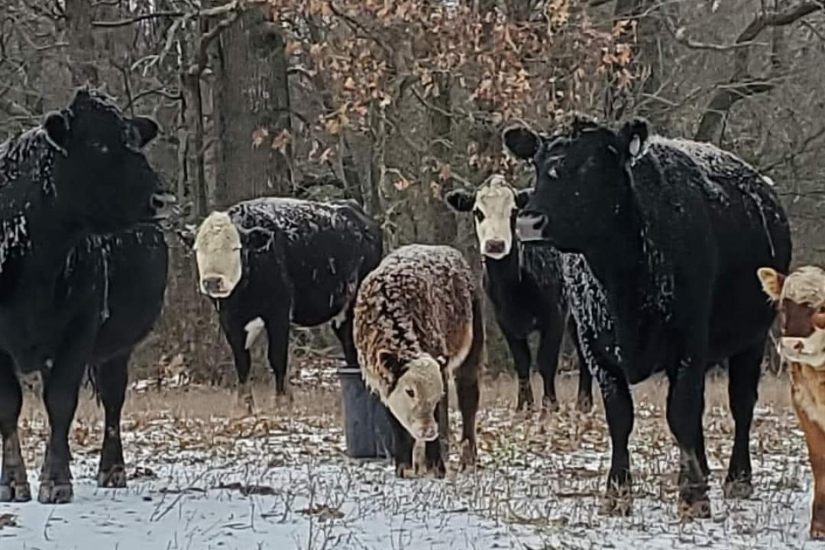 Photo taken of our cattle on a cold morning